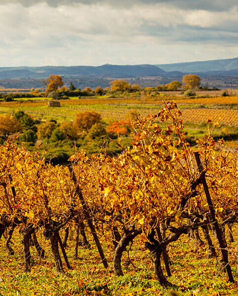 View of a vine belonging to the Vignerons d’Alignan-Neffies Cooperative Winery for sale of wines to direct private customers.