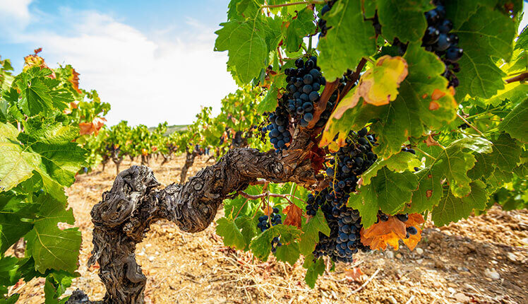 Blick auf einen Weinberg der Genossenschaftskellerei der Winzer von Alignan-Neffies, Weinverkauf an Privatkunden.