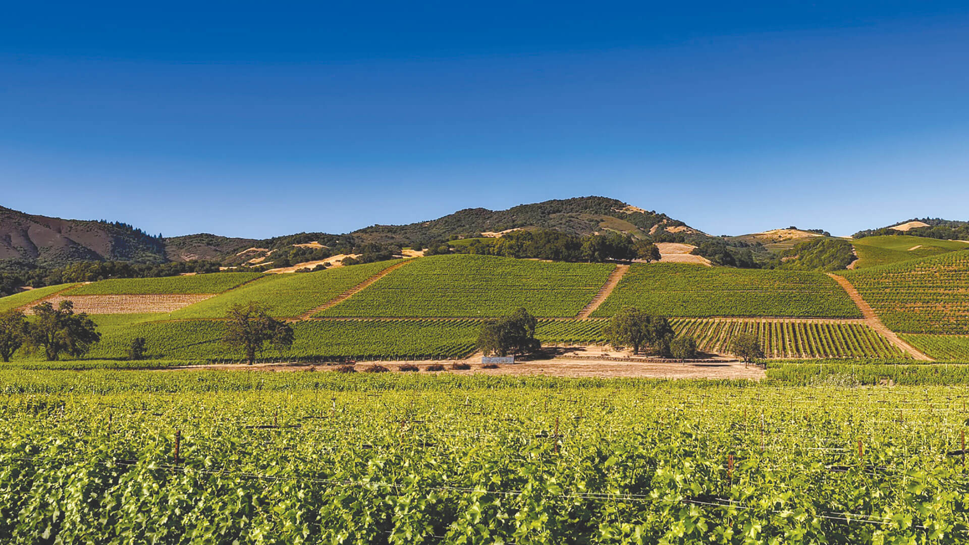 View of a vine belonging to the Vignerons d’Alignan-Neffies Cooperative Winery for sale of wines to direct private customers.