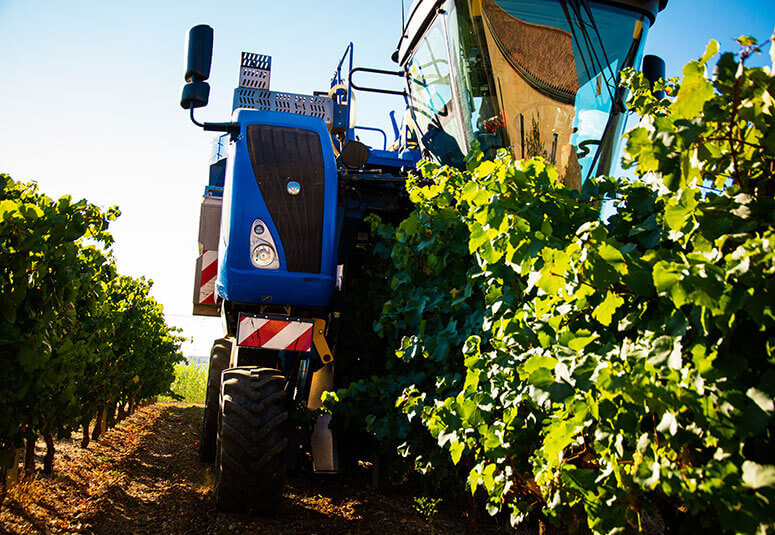 The vineyard of the Alignan-Neffies winegrowers cooperative cellar for professionals.