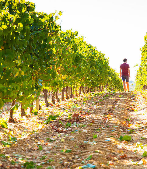 Der Weinberg der Winzergenossenschaft Alignan-Neffies Keller für Profis.