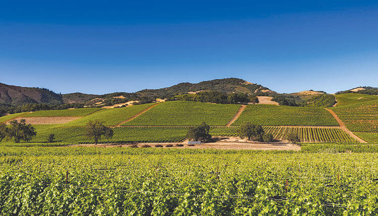 View of a vine belonging to the Vignerons d’Alignan-Neffies Cooperative Winery for sale of wines to direct private customers.